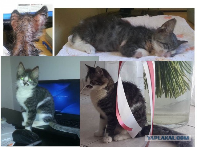 Если у вас нет собаки...