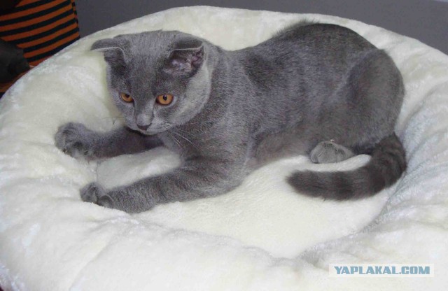 Котовторник 25.02.2014