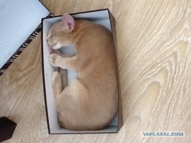 Котовторник 22.04.2014
