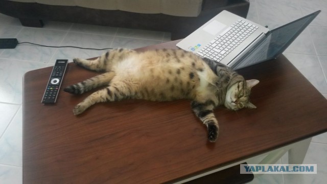 Кот нашей мечты