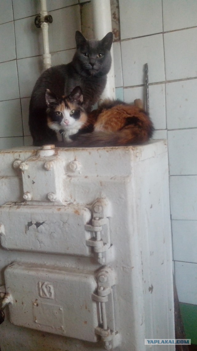 Котовторник 26.08.14.