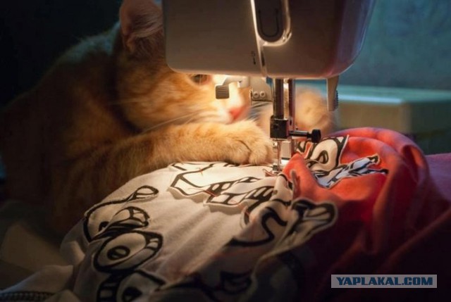 Коты, которые всегда рады помочь своему хозяину