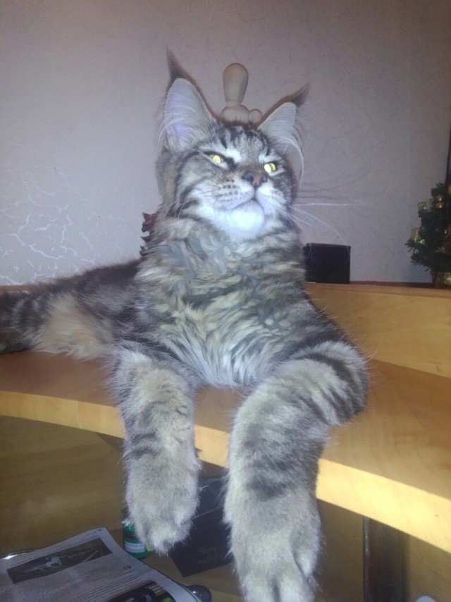 Кот попросил себя сфотографировать для Яп
