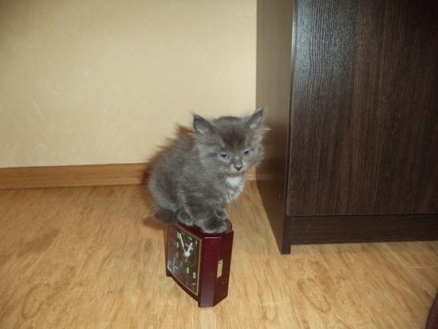 Котовторник 18.11.2014