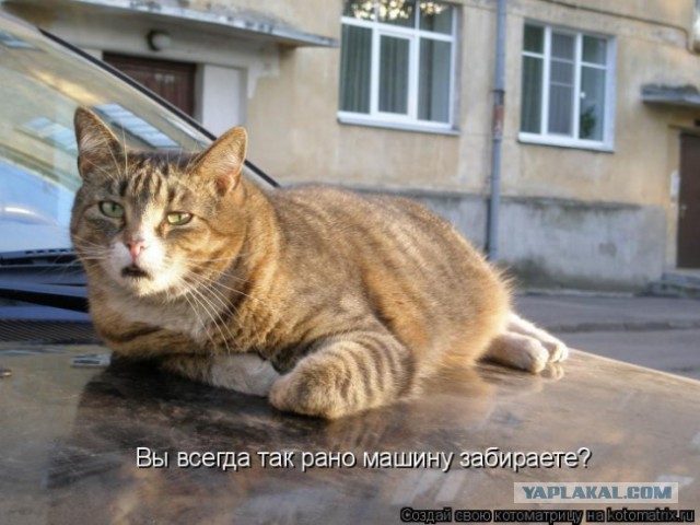 Утренний пофигист