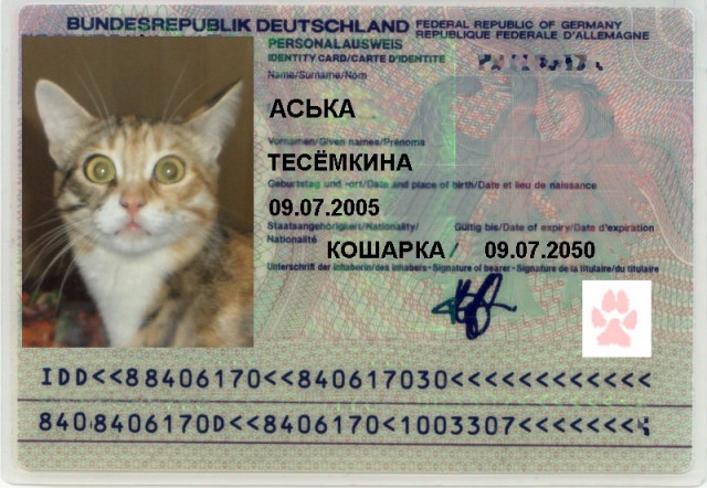 История нашей кошки Аськи.