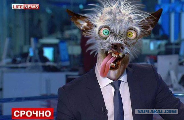 Сотрудник Lifenews гавкает на украинских коллег
