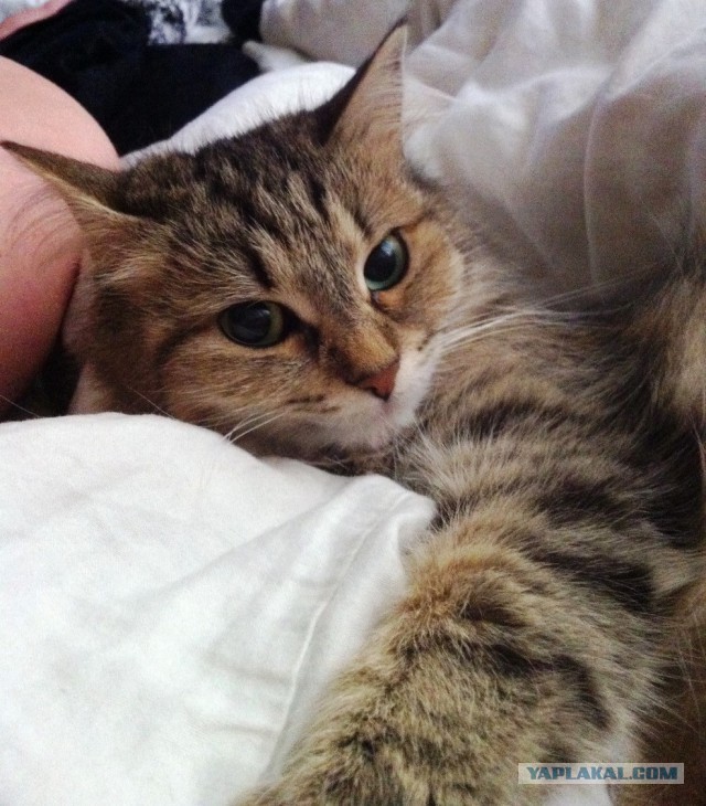 Котовторник 25.08.2015