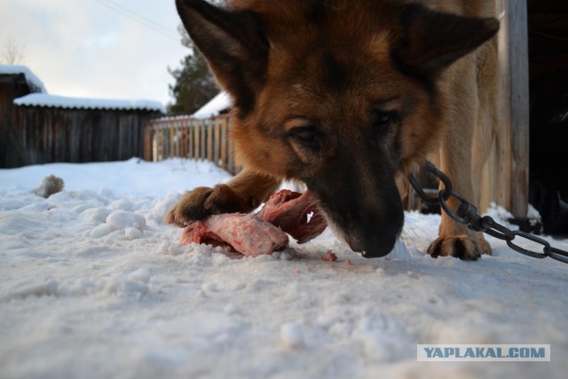 Обрушился мост в Архангельской области