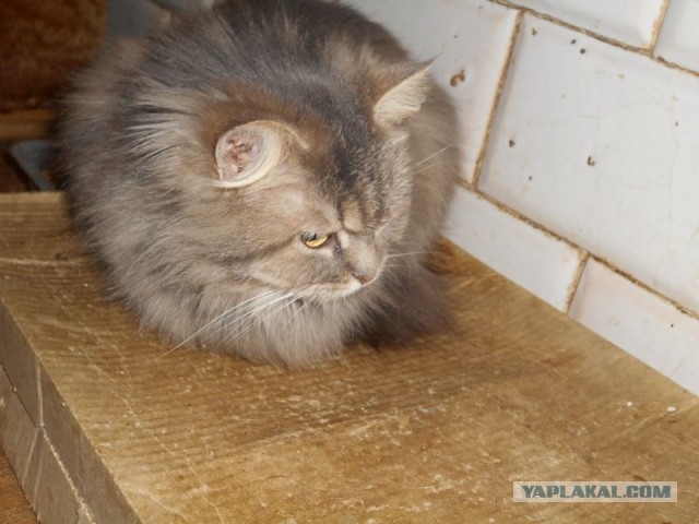 Жизнь домашнего приюта для котеек 95