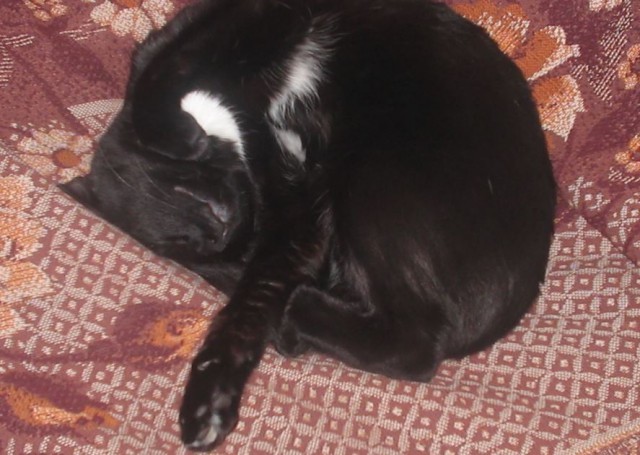 Котовторник 16.02.16