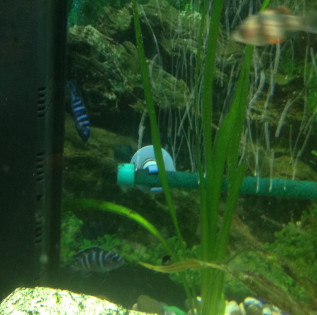 Аквариумные страдания