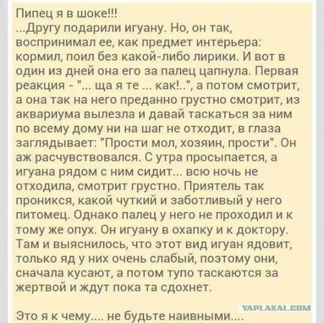 Хозяин, да не переживай ты - все в порядке!