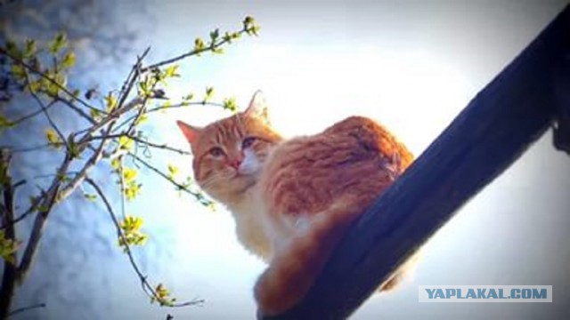 Котовторник 12.04