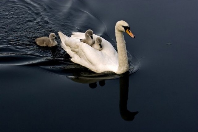 обитатели Царицыно