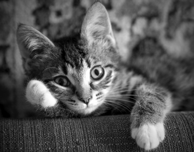 "Оскара" - котикам!