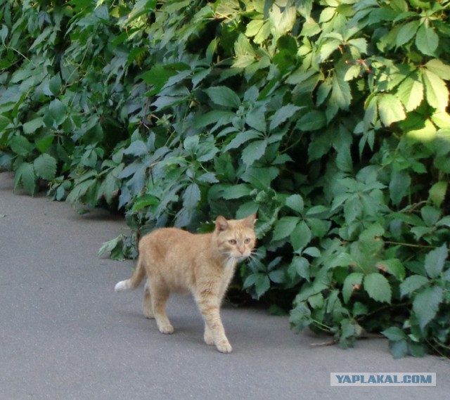 Котовторник 19.07.2016