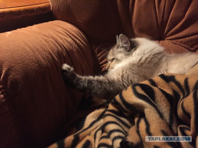 Котовторник 01.11.2016 г.