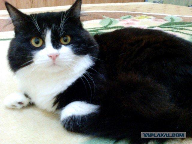 Котовторник 13.12.2016