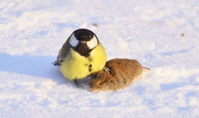 Прикольные картинки