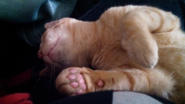 Коты и Кошки