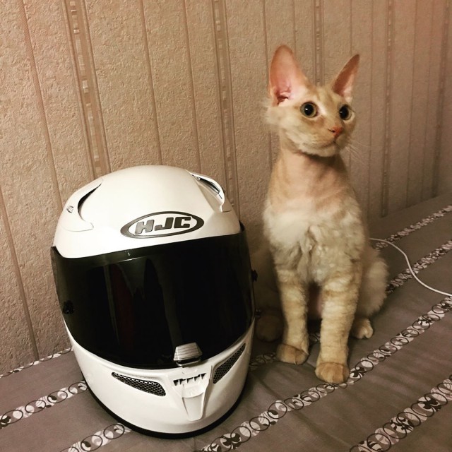 Коты и Кошки