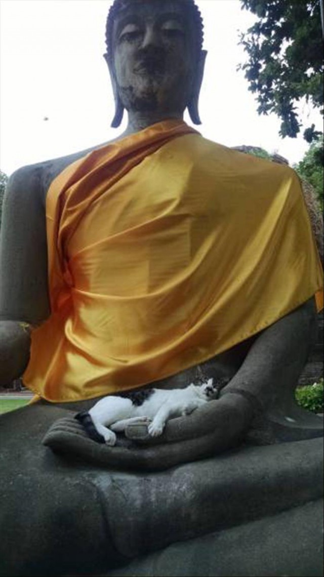 Коты и Кошки
