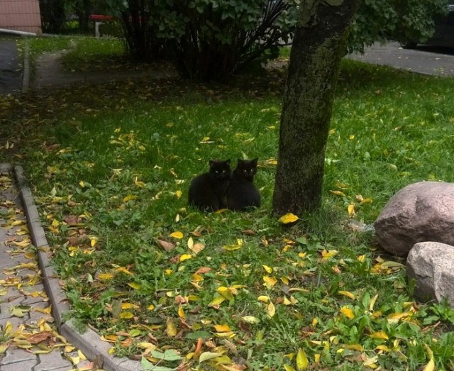 24 кота, которые подняли дерзость на новый уровень