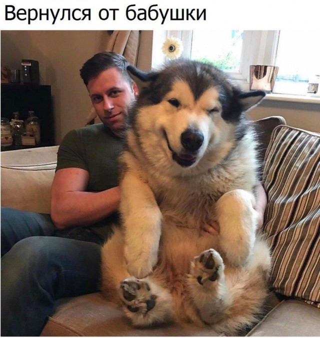 Подборка забавных животных