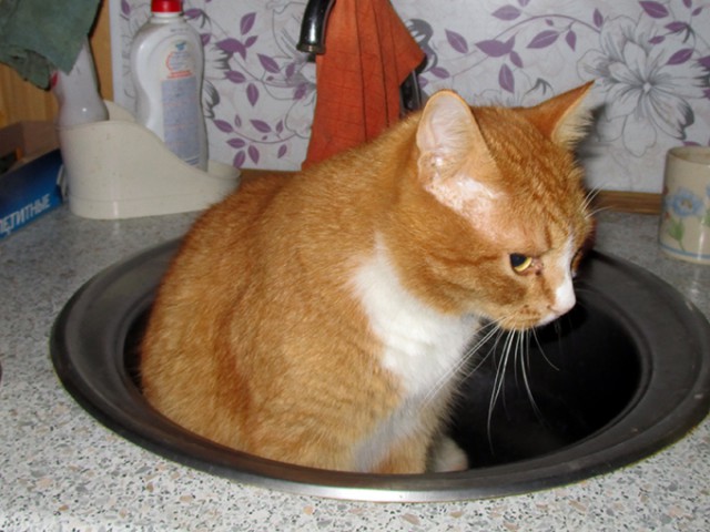 Котовторник