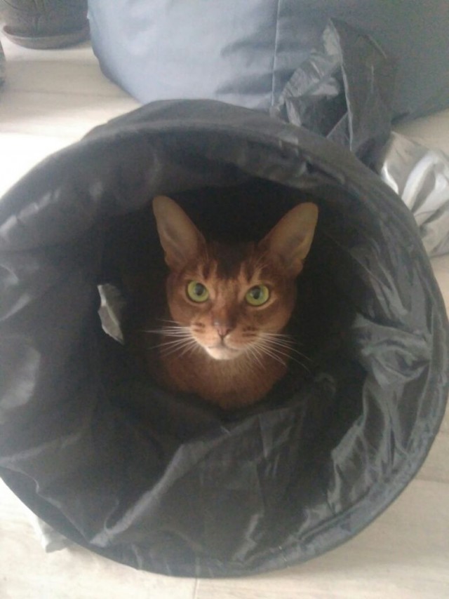 Котовторник 12.12.2017