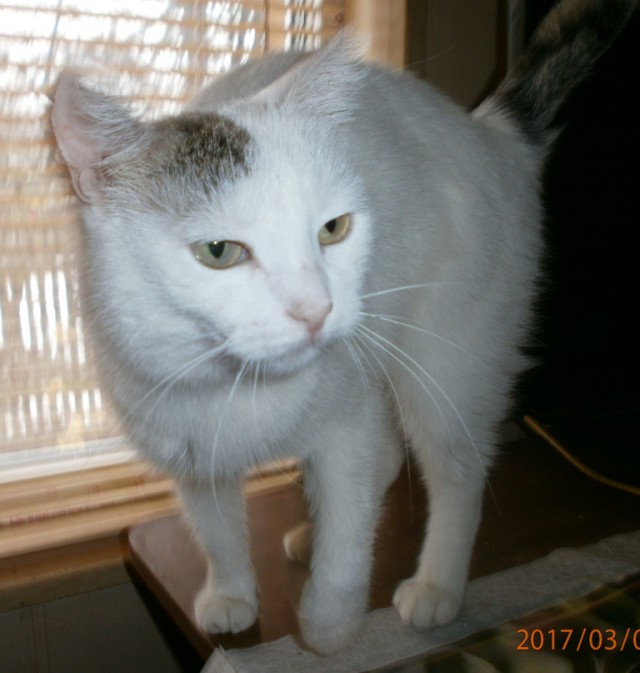 Котовторник 16.01.2018