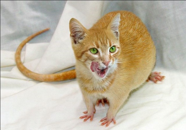 Фантастические животные