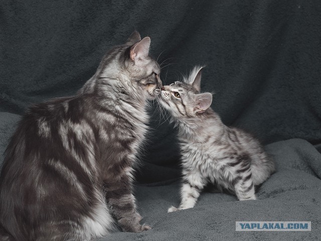 Котовторник 24.04.2018
