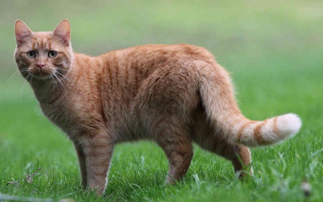 Прикольных котов пост
