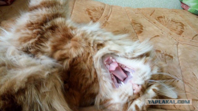 Котовторник 19.06.2018