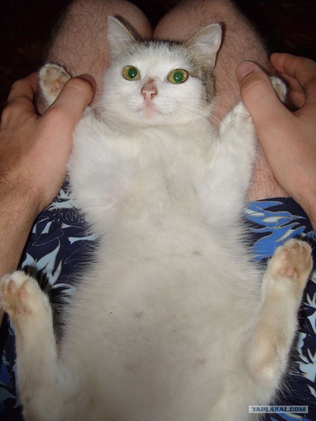 Уррааа! Котомет на ЯПлакалъ.