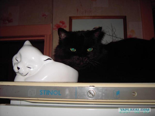 Котовторник на вторник! (30.09.2008)