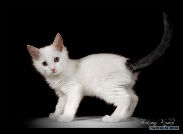 Котовторник: Кошки гаваны и другие!