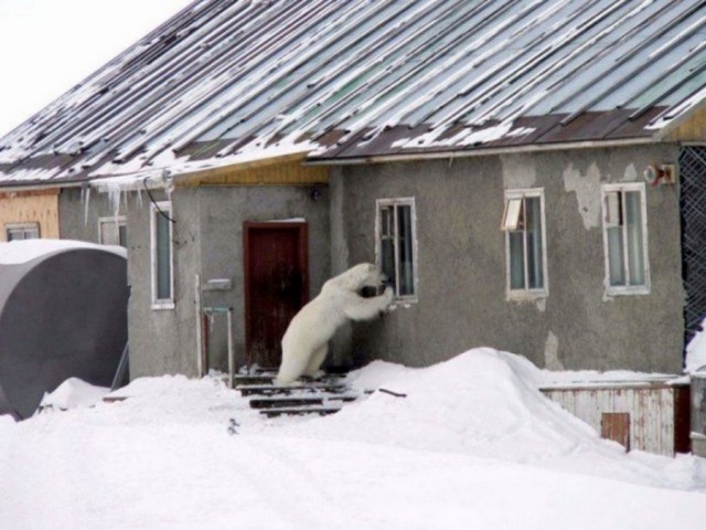 Живность из сети