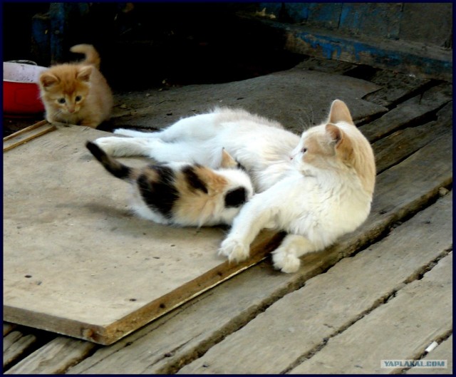 Котовторник на ферме (65 фот)