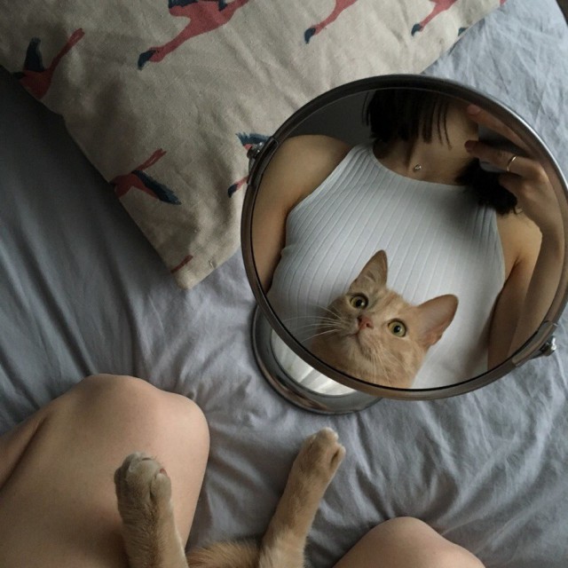 Прикольных котов пост