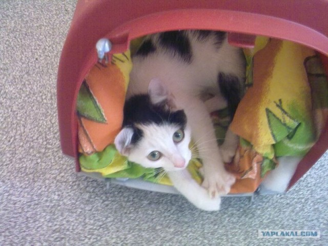 Котовторник: коты и... почти мыши