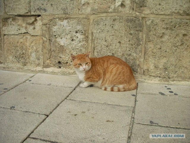 Котовторник начался
