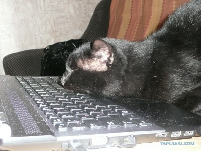 Котовторник (начало в супермаркете!)