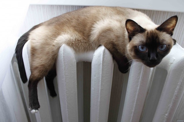 Котовторник!