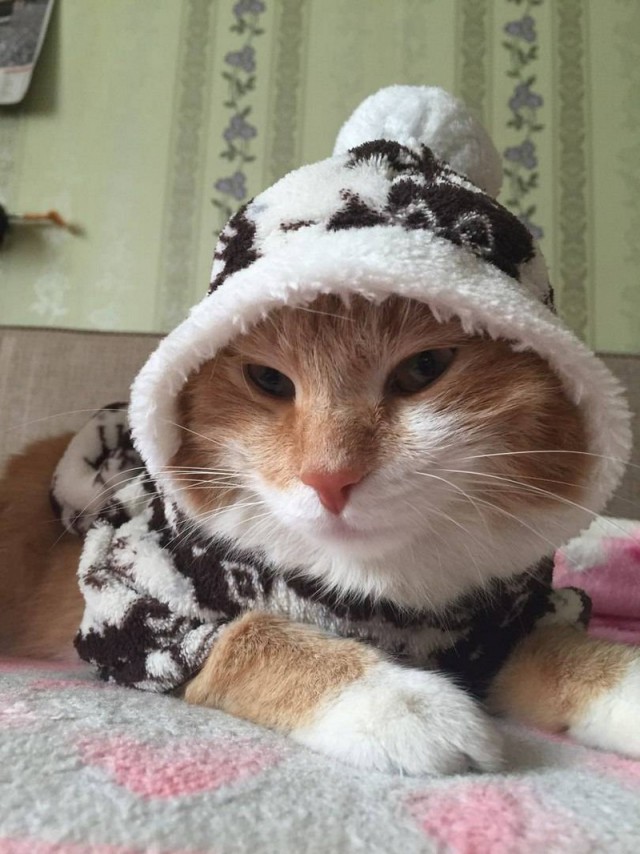 Прикольных котов пост