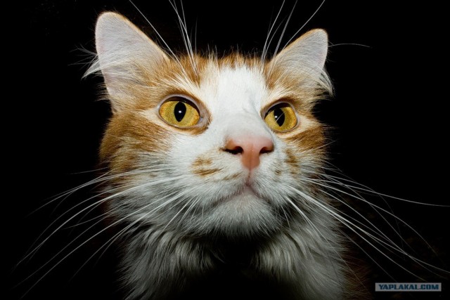 Котовторник 17 января