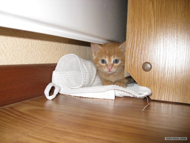 Котовторник (07.02.2012)