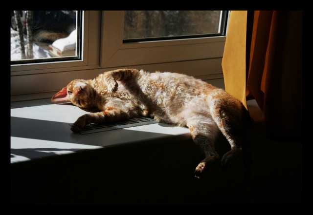 Котовторник (21.02.2012)